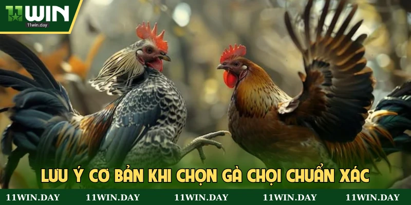 Chú ý quan trọng khi chọn gà chọi chuẩn xác