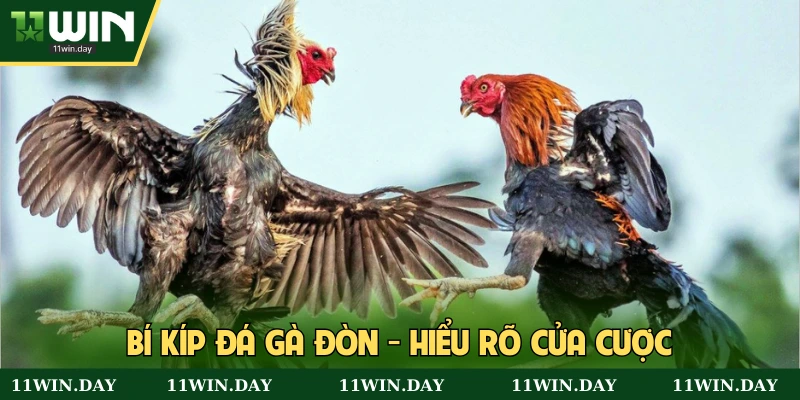 Hiểu rõ các kèo đặt khi chơi gà đòn C1