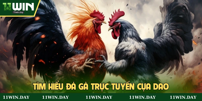 Khách quan đá gà trực tuyến cựa dao