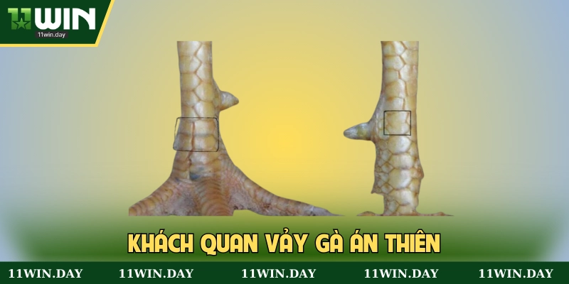 Sơ lược nhanh vảy gà án thiên
