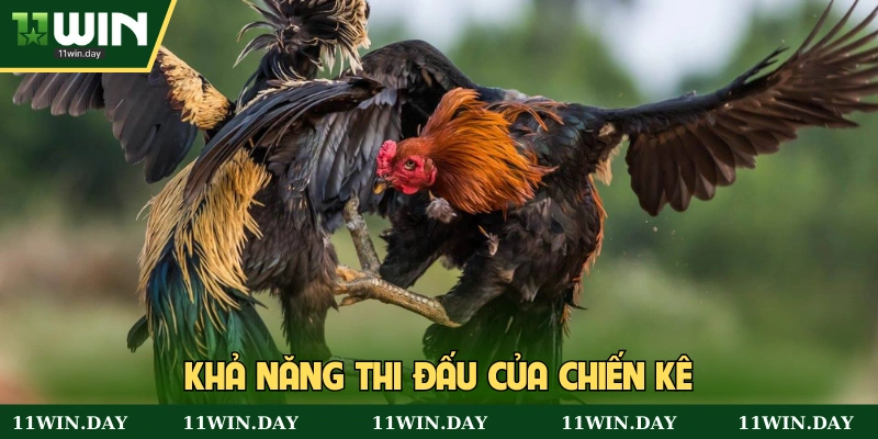 Sức bền thi đấu của gà chọi vảy án thiên