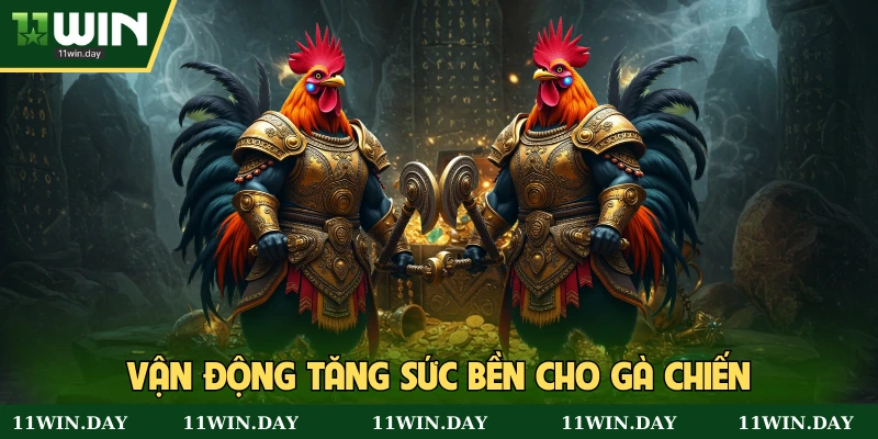 Vận động thường xuyên đối với gà chiến